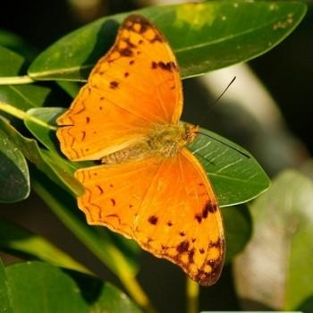 Lachnoptera ayresii