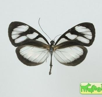 Oleria tigilla