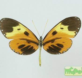 Napeogenes quadrilis