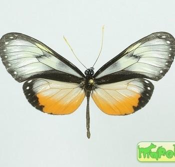 Hyalyris coeno