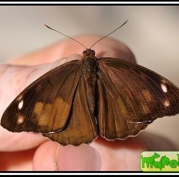 Eunica malvina