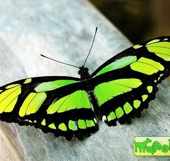Philaethria dido