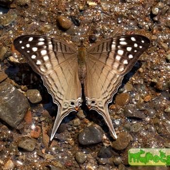 Marpesia merops