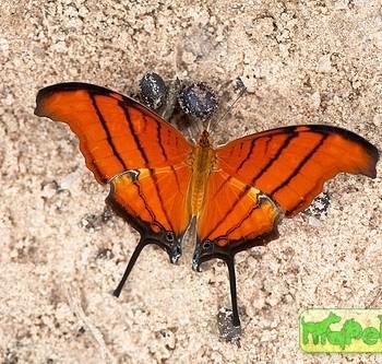 Marpesia petreus