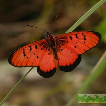 Acraea aglaonice