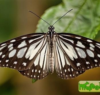 Ideopsis juventa