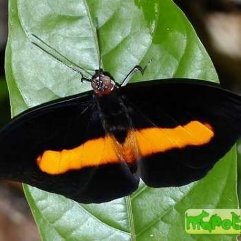Catonephele acontius