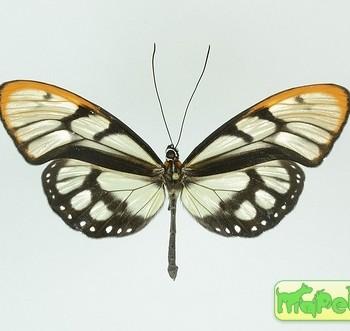 Athesis acrisione