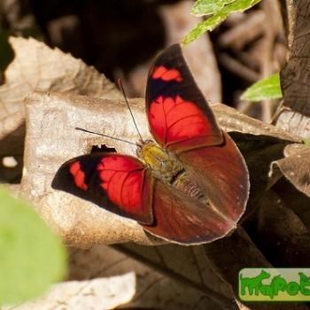 Fountainea ryphea