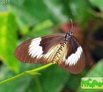 Acraea excisa