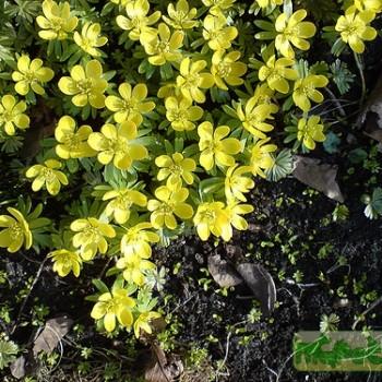 Eranthis (Весенник)