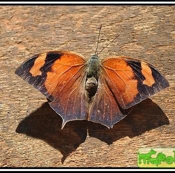 Fountainea halice