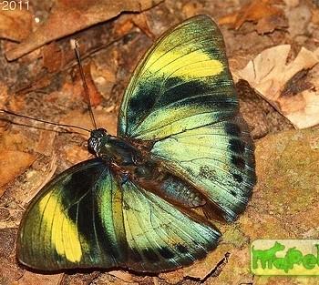 Euphaedra aureola