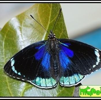 Diaethria candrena