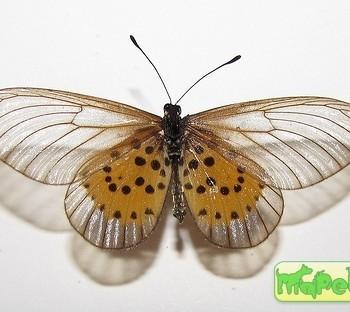 Acraea quirina