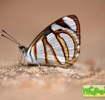 Dynamine setabis