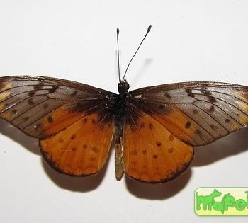 Acraea pseudegina