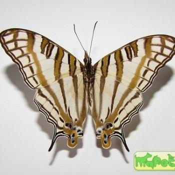 Cyrestis camillus