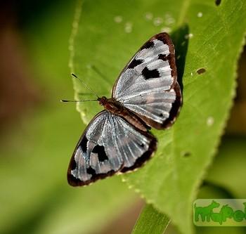 Dynamine chryseis