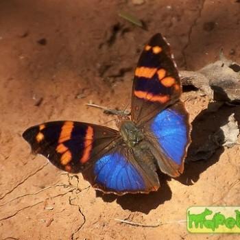 Epiphile orea