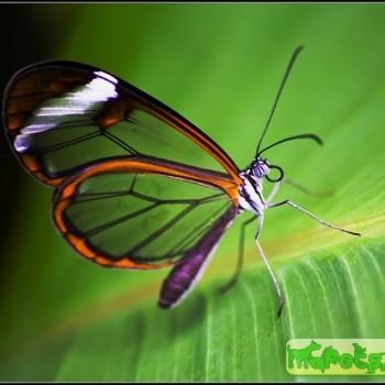 Pteronymia cotytto