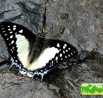 Polyura eudamippus