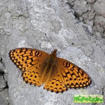 Speyeria atlantis