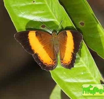 Cirrochroa satellita