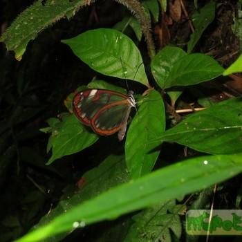 Oleria vicina