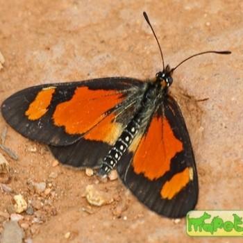 Acraea goetzei