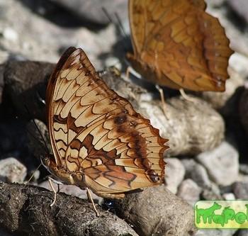 charaxes kahruba