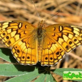 Euptoieta claudia