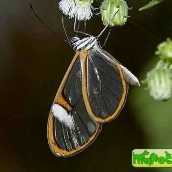 Pteronymia artena
