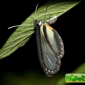 Hyalyris ocna
