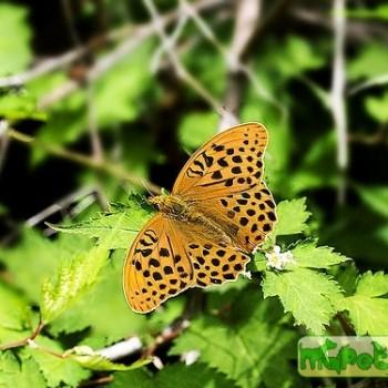 argynnis anadyomene