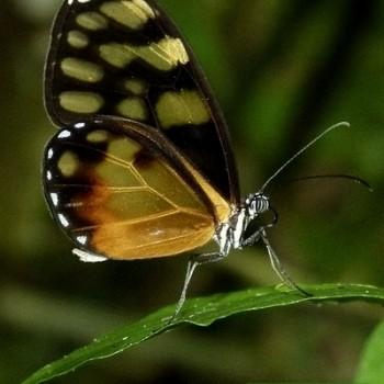 Godyris kedema
