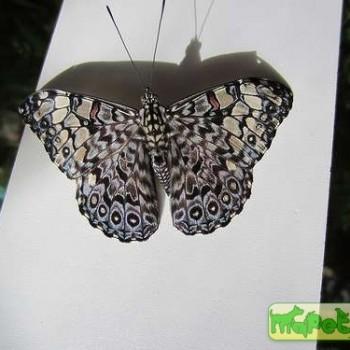 Hamadryas fornax