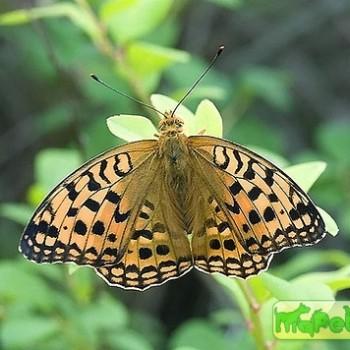 argynnis vorax