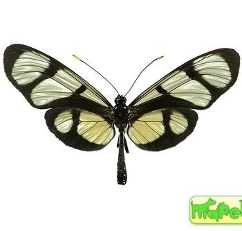 Methona confusa