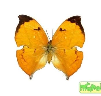 Zaretis isidora