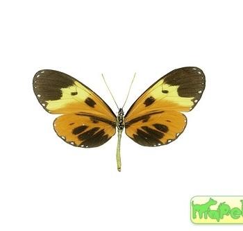 Napeogenes larina