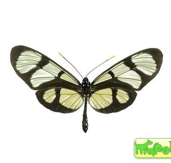 Methona grandior