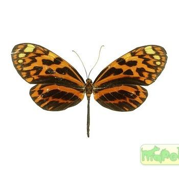 Melinaea satevis