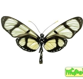 Methona curvifascia