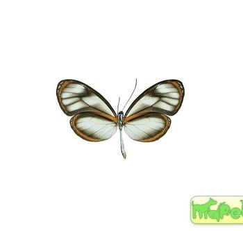 Hypoleria sarepta