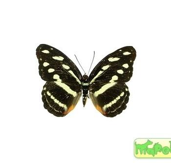 Catonephele salacia