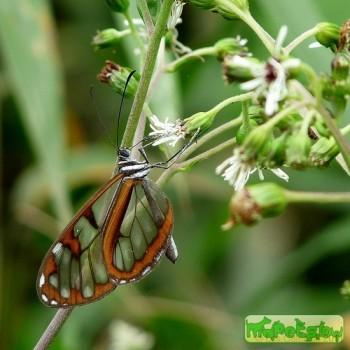 Oleria tremona