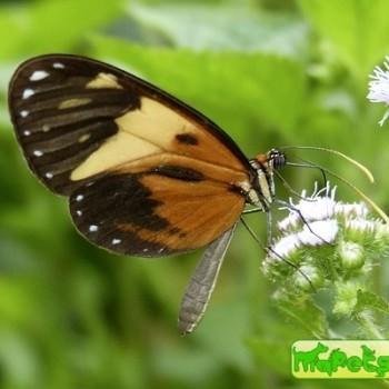 Ithomia iphianassa