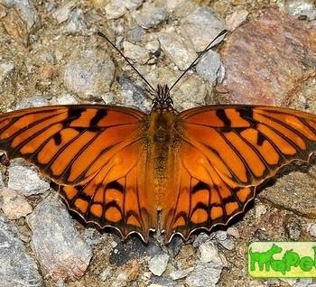 Dione glycera