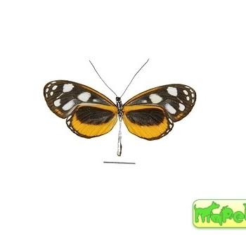 Hyposcada illinissa